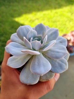 Echeveria Cally Argentea - comprar online