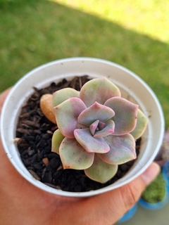 Graptopetalum Purple Delight