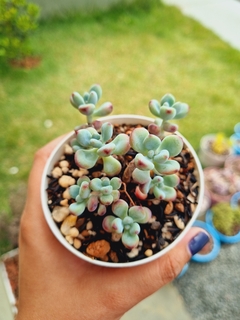 Sedum Commixtum (atenção, ler descrição)