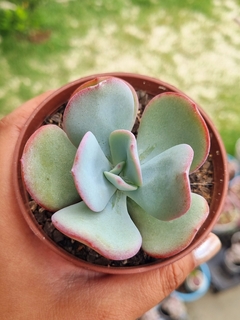 Echeveria Gila
