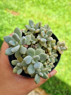 Echeveria Lavender (colônia)