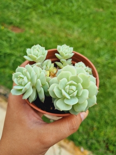 Echeveria Captain Rain - comprar online