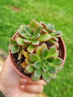 Echeveria Sanguínea - comprar online