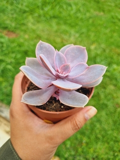 Echeveria Linn - comprar online
