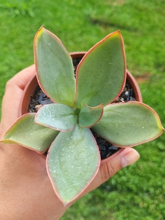 Echeveria Dactylifera