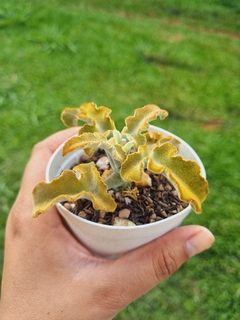 Kalanchoe beharensis "Maltese Cross" - comprar online