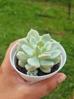 Graptoveria A Grim One - comprar online