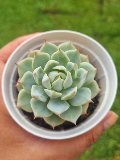 Echeveria Prism