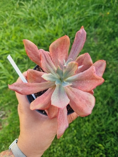 Gibbiflora Diamond States