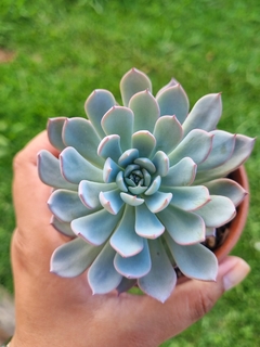 Echeveria Ice Cloud