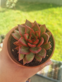 Agavoide Ebony Red - comprar online