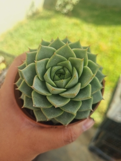 Echeveria Fabiola - comprar online