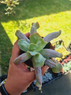 Gibbiflora Culibra - comprar online