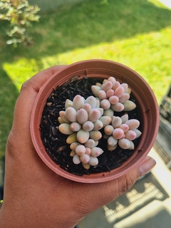 Pachyphytum Baby Fingers - comprar online