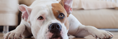 Banner da categoria Mascotas