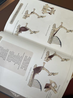 Atlas Ilustrado de Anatomia Equina - Sistema Locomotor - tienda online