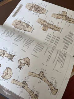 Atlas Ilustrado de Anatomia Equina - Sistema Locomotor - comprar online