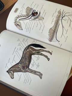 Atlas Ilustrado de Anatomia Equina - Sistema Locomotor - comprar online