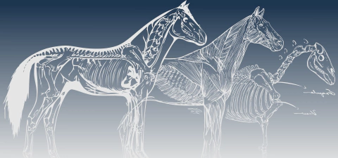 Imagen del carrusel Anatoequi