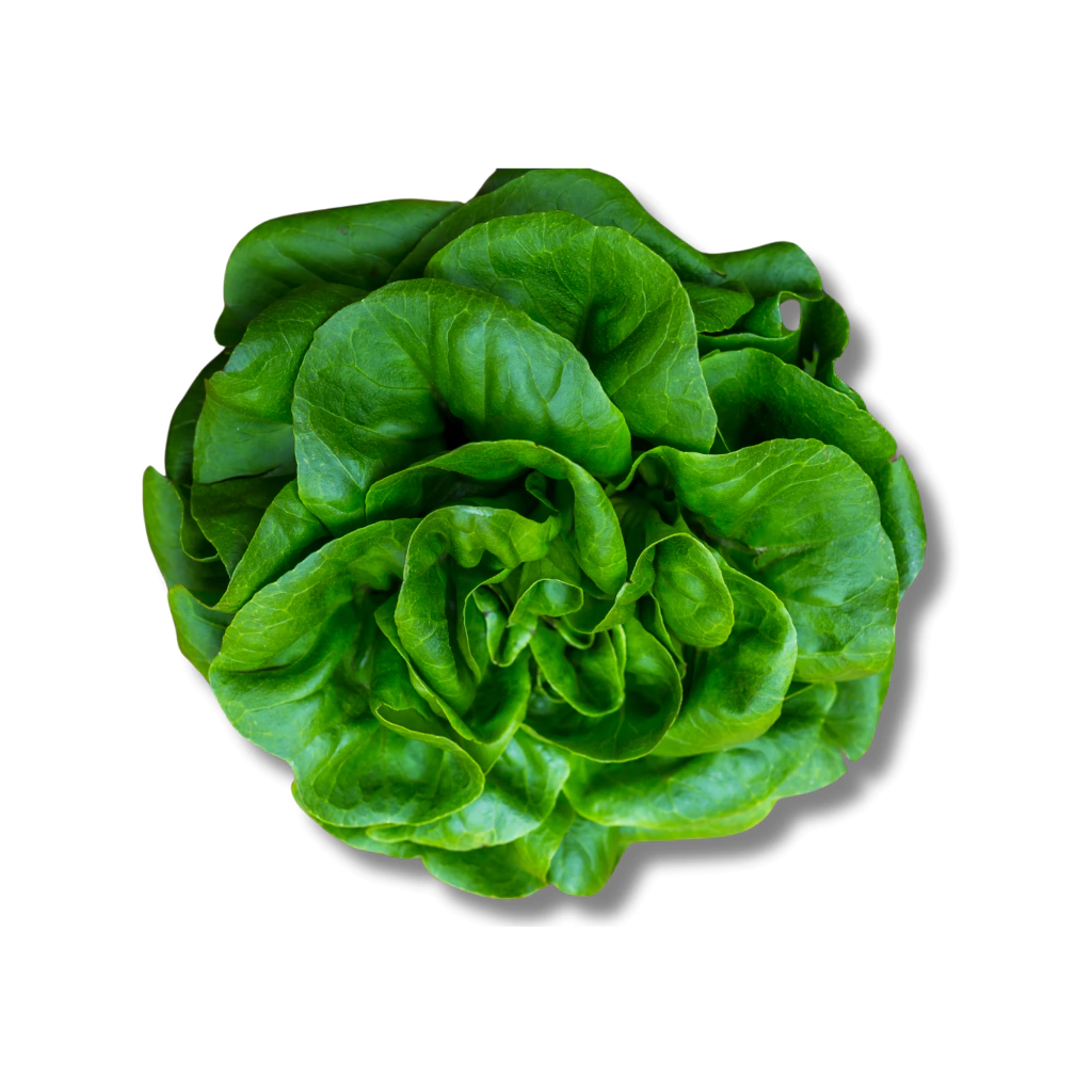 Semillas de Lechuga Mantecosa