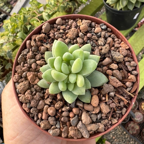 SEDUM BURRITO VARIEGATA (PT 9) - comprar online