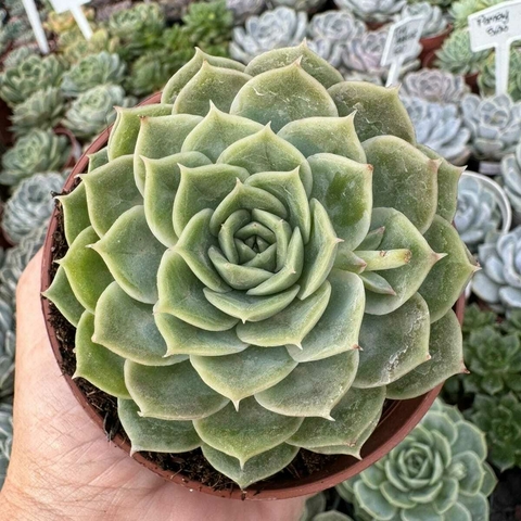 ECHEVERIA ONSLOW (PT 9) - comprar online