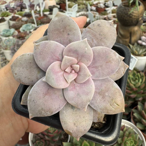 GRAPTOPETALUM SUPERBUM (PT 7) - comprar online