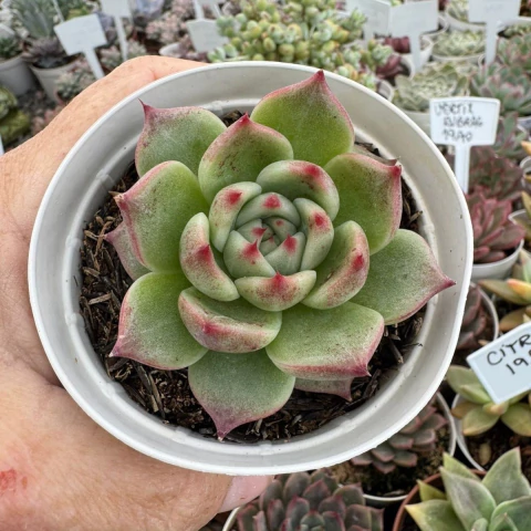 ECHEVERIA AGAVÓIDE MERCURY ( PT 9) - comprar online