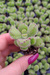 COTYLEDON TOMENTOSA (PLUG) PATA DE URSO - comprar online
