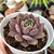 ECHEVERIA PLUTO (PT 9) - comprar online