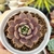 ECHEVERIA PLUTO (PT 9) - loja online