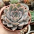 ECHEVERIA HÉRCULES (PT 9) - Flor da Manhã