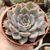 ECHEVERIA HÉRCULES (PT 9)