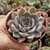 ECHEVERIA HÉRCULES (PT 9) na internet