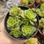 SEDEVERIA HOLLY (PT 9) - comprar online