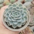 ECHEVERIA MÉXICO SNOWBALL (PT 9)