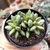 ADROMICHUS HEMISPHAERICUS - PT 9 - loja online