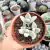 KALANCHOE ERYOPHYLLA (PT 9) - comprar online