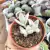 KALANCHOE ERYOPHYLLA (PT 9) - loja online