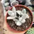 KALANCHOE ERYOPHYLLA (PT 9)