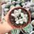 KALANCHOE ERYOPHYLLA (PT 9) - Flor da Manhã