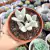 KALANCHOE ERYOPHYLLA (PT 9) na internet