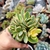 CRASSULA SWAZIENSIS VARIEGATA "MONEY MAKER" (PT 9) - comprar online