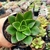 ECHEVERIA SEITEN BOTAN (PT 9) - comprar online