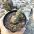 Tephrocactus Articulatus Papyracanthus (Pt 09)