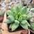 PACHYPHYTUM HOOKERI (PT 7) - comprar online