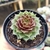 SEMPERVIVUM SEM ID (PT 9) - loja online