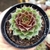 SEMPERVIVUM SEM ID (PT 9)