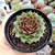 SEMPERVIVUM SEM ID (PT 9) na internet