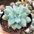 ECHEVERIA BLUE BIRD CRISTATA (PT 9) na internet